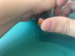 （補足）チャンク部分は指の腹で輪を下ろすと開く